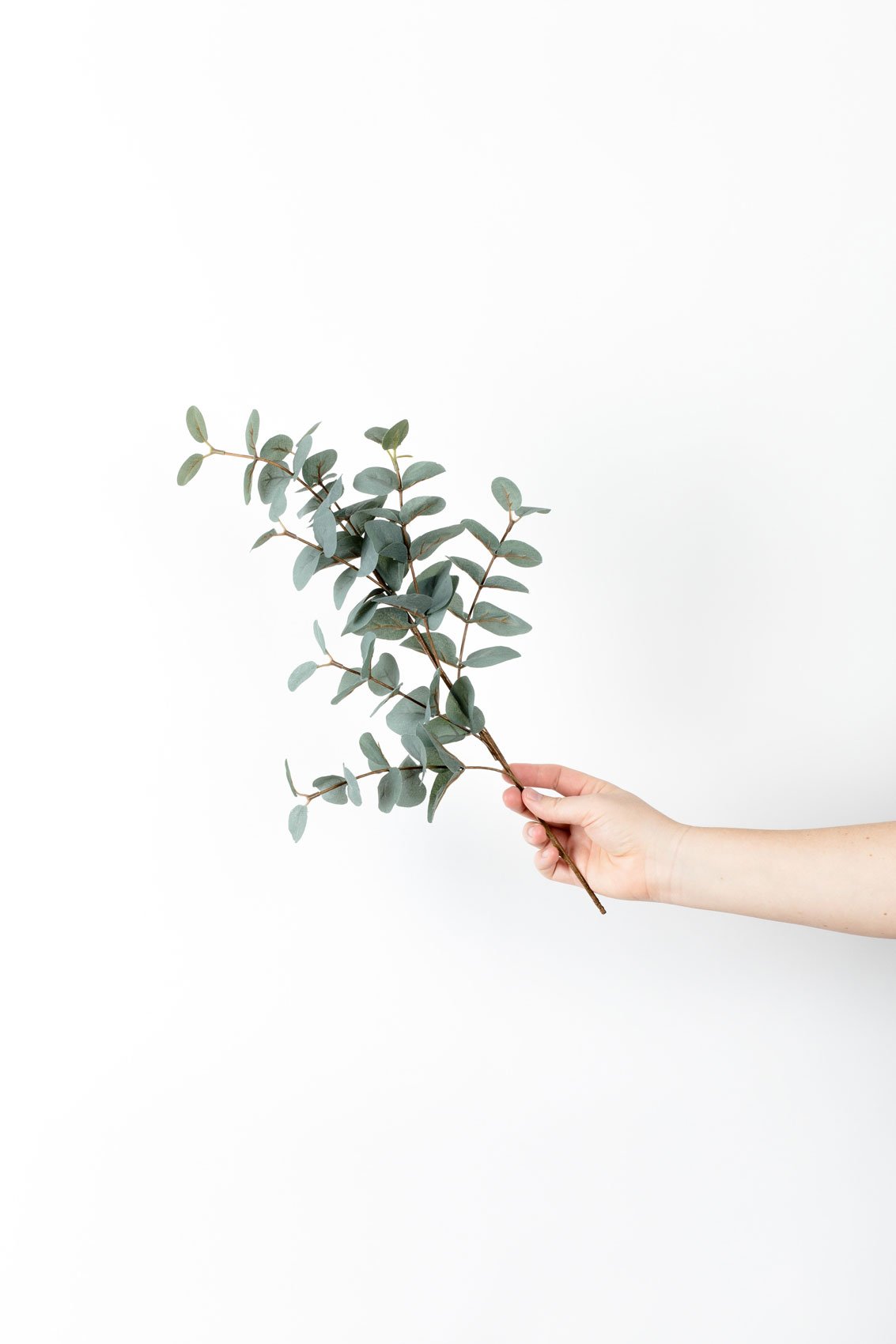 Houseplant