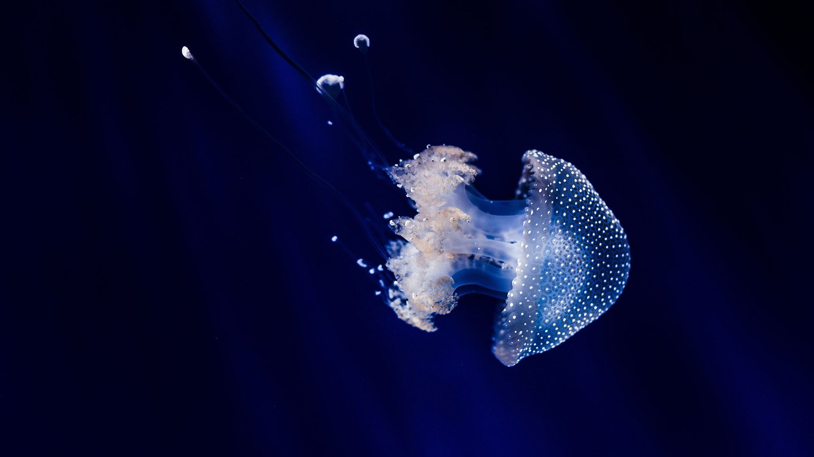 Jellyfish